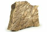 Dinosaur (Torosaurus) Frill Shield Section - Montana #270352-1